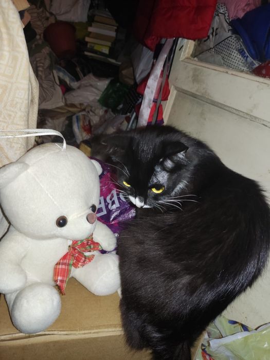 Отдам даром кошку