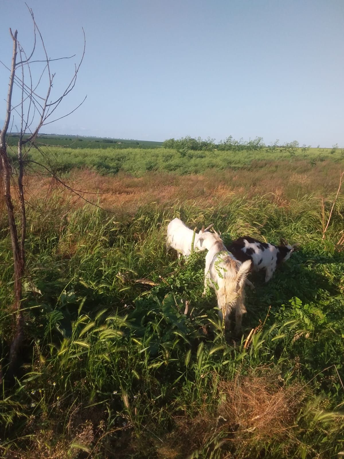 Vând țăpișori și o iediță