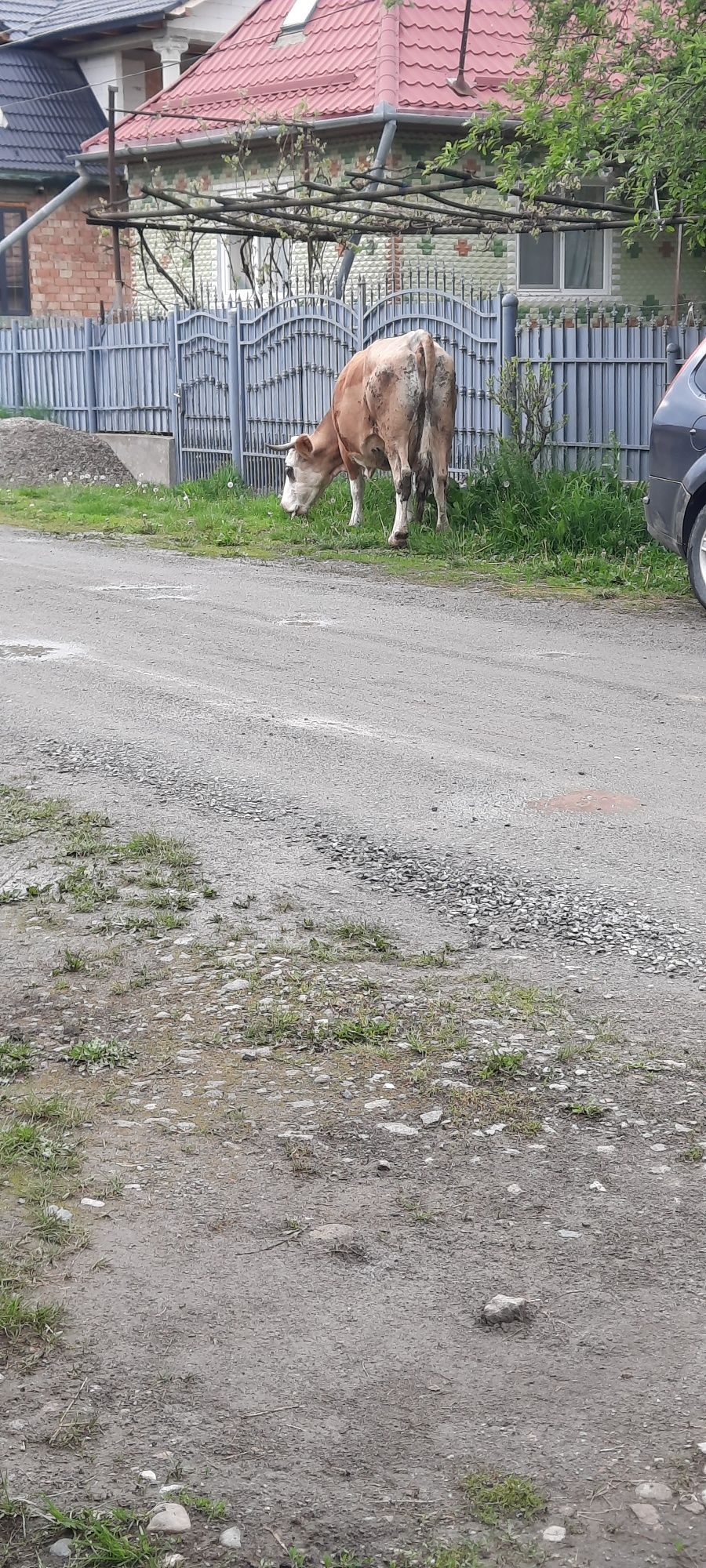 Vaca  de vânzare