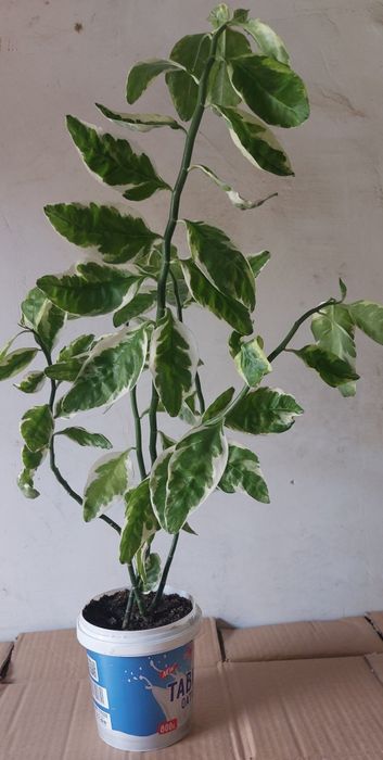 Педилантус комнатный цветок