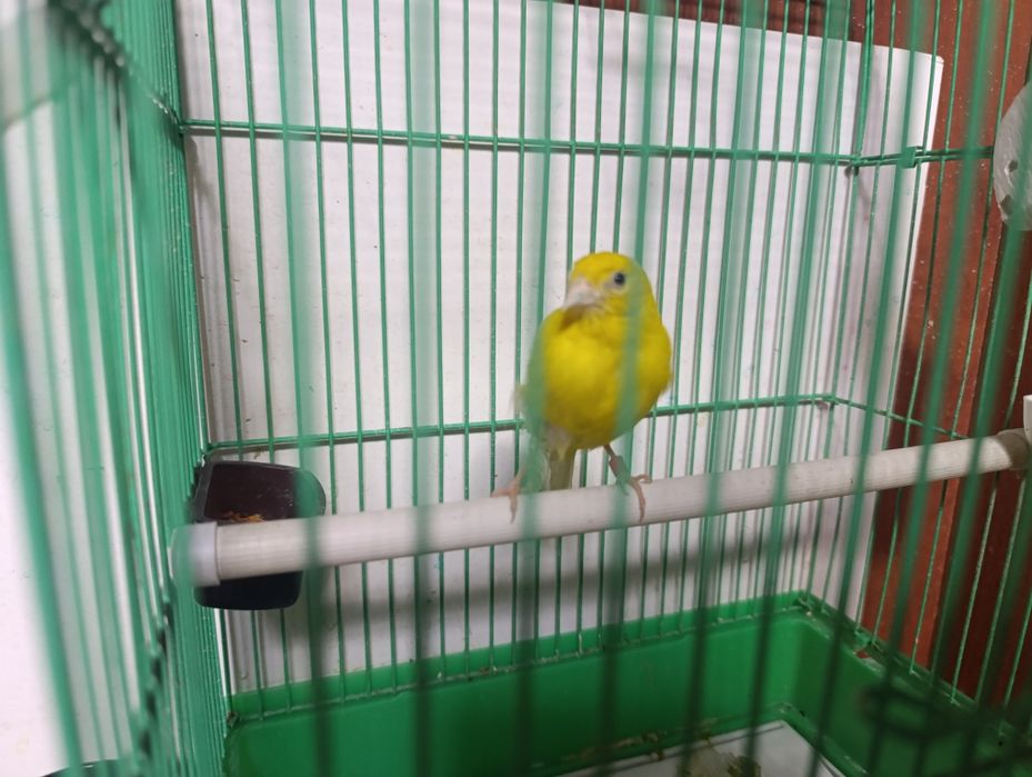 Канарейка самка kanareka moda 2 yosh kletkas bn sotiladi
