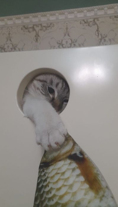 Отдам кота в хорошие руки