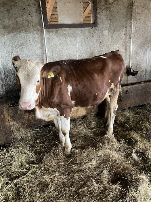 Vitea red holstein 10 luni