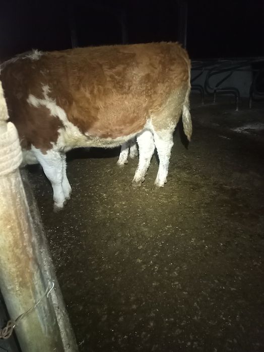 Bălțată Românească Gestantă 700 kg