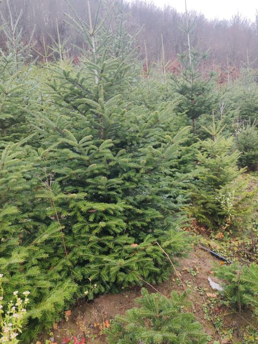 Brad de crăciun 45 lei