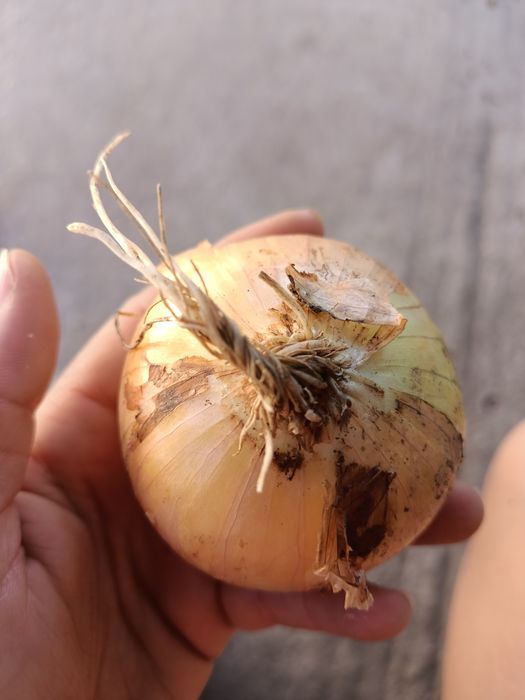 Ceapă galbenă de vânzare