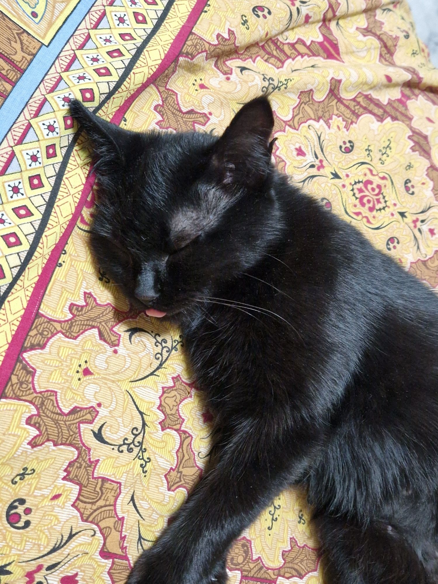 Кошечка ищет дом
