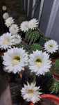 Cactusi diferite soiuri