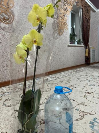 Орхидеи по низким ценам
