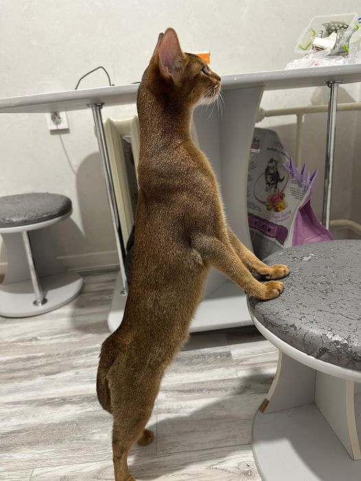 Продам кошку абиссинской породы