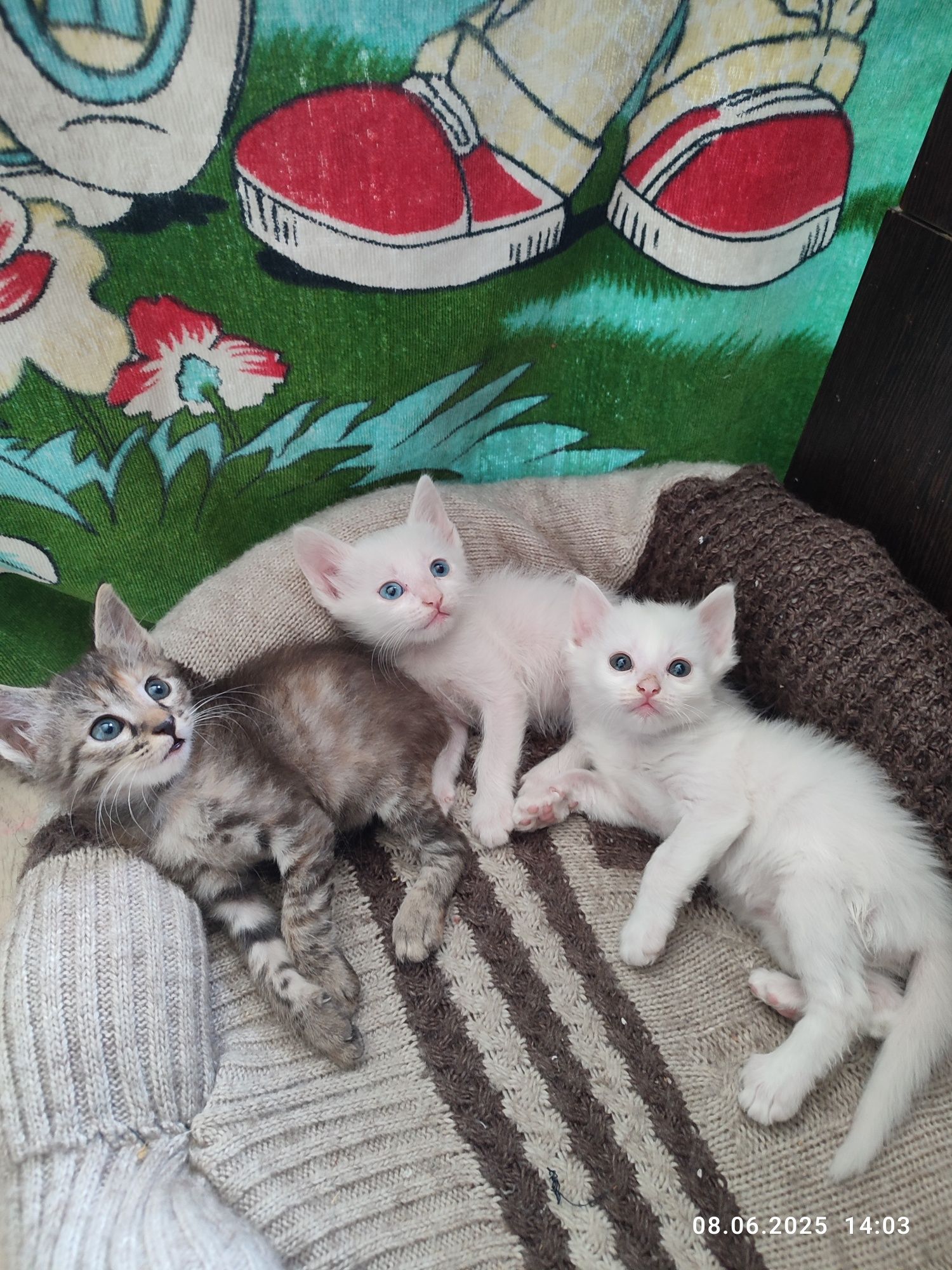 Отдам котят в добрые руки