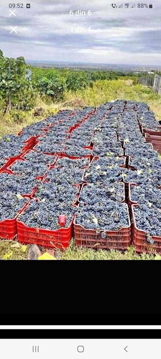 Struguri de vin producție 2025
