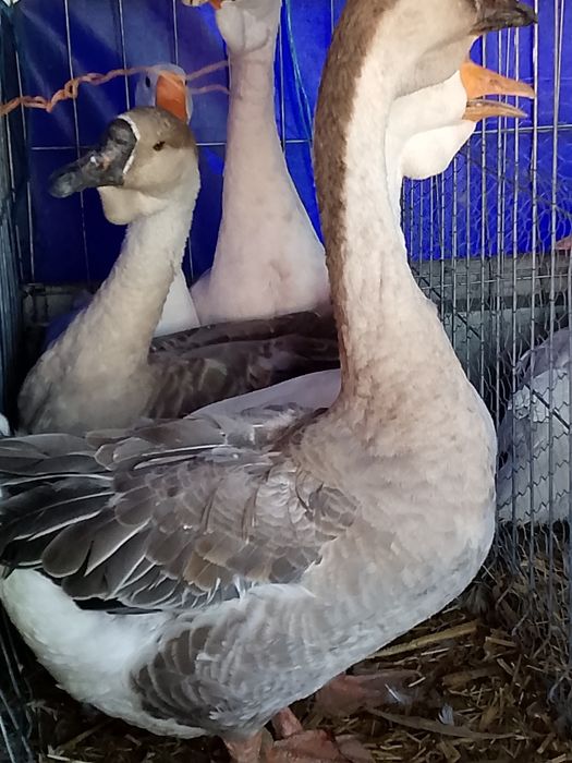 Gâște leșești și Eden