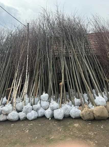 Plante Decorative Foioase • Tei • Mesteacăn • Carpen