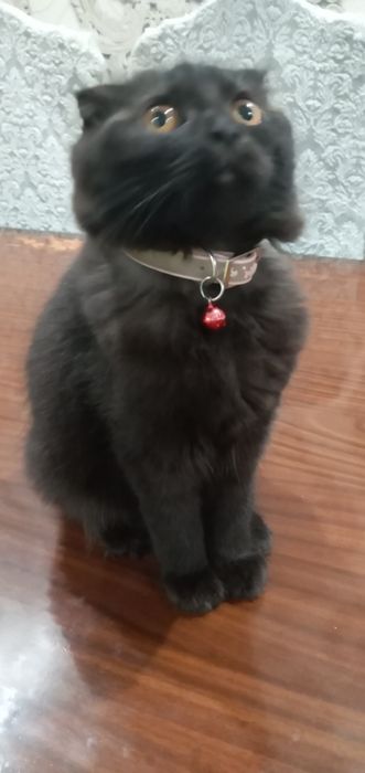 Ўғид Скоттиш 6 ойли