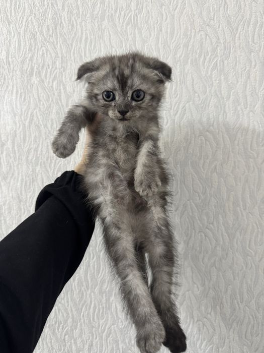 Шатланские котятв