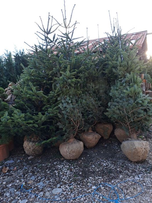 Vând brazi la ghiveci