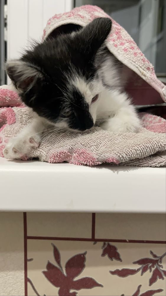 Котенок девочка 2-3 месяца