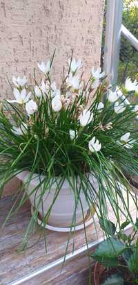 Зефирантес-бяло красиво стайно цвете