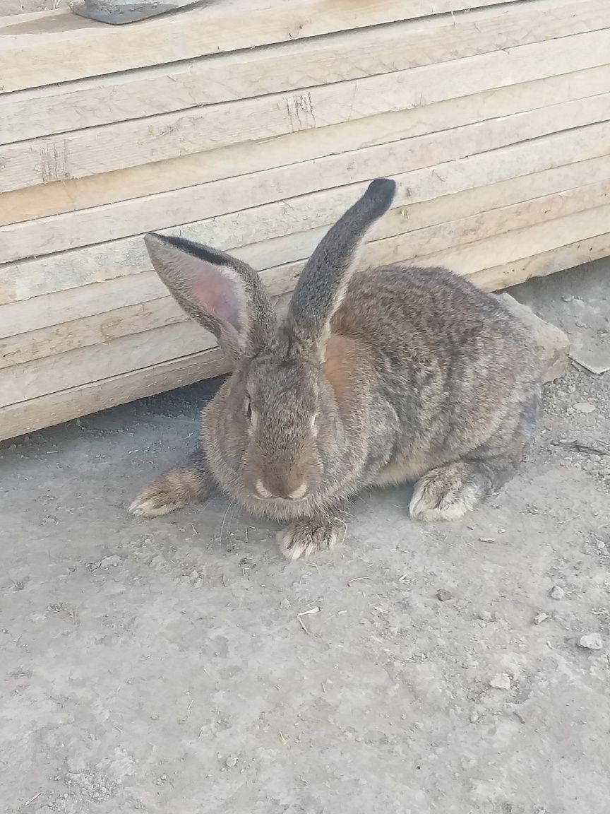 Quyon  katta flendr (flimish giant)zoti 3 kg goshti bor 4 oylik hali