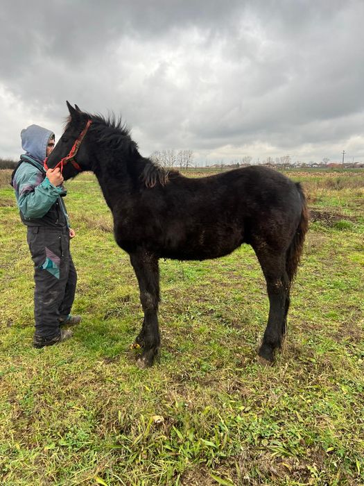 Mânz frizian de 6 luni