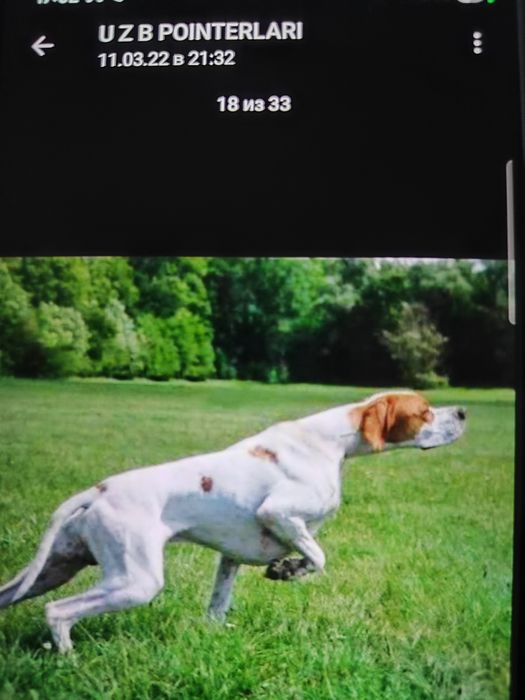 Продам шенки поинтера