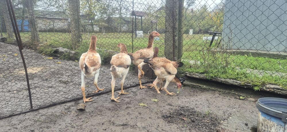 Perechi combatant malaez