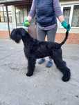Schnauzer uriaș cu pedigree