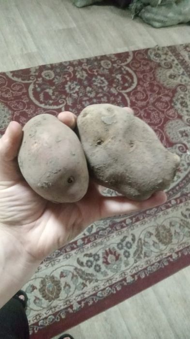 Картошка домашняя идеально подходит для хранения на зиму
