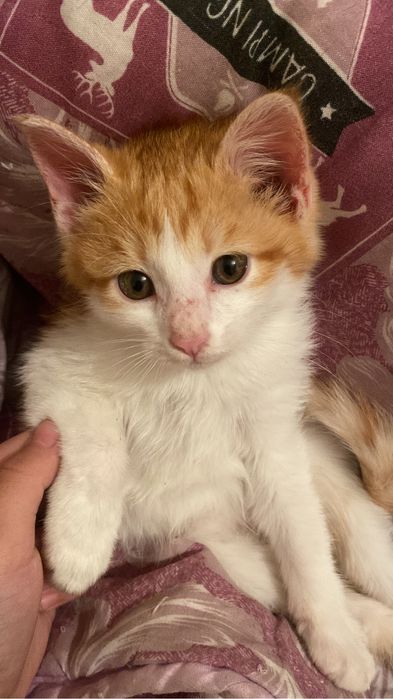 Котенок-мальчик бесплатно