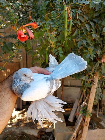 Срочно продам голуби пепелный самец