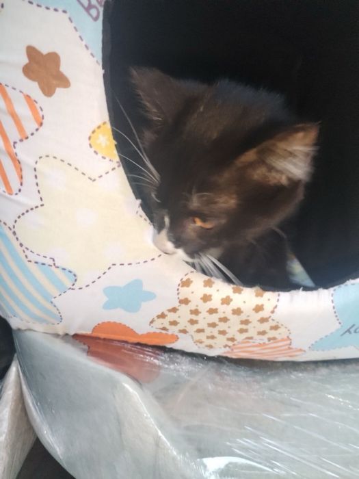 Девочка котенок в поисках дома, Ташкент!