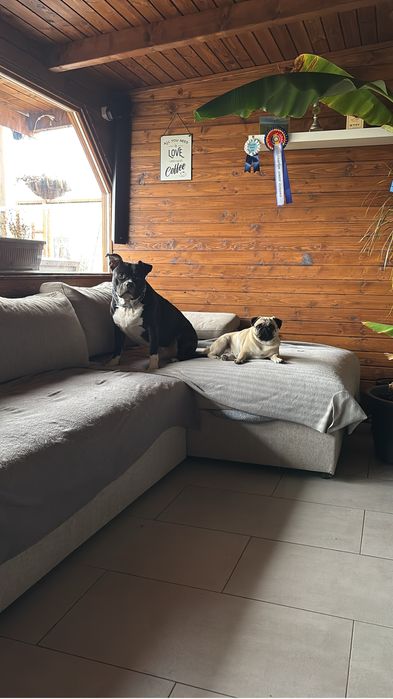 Pensiune canina Brasov