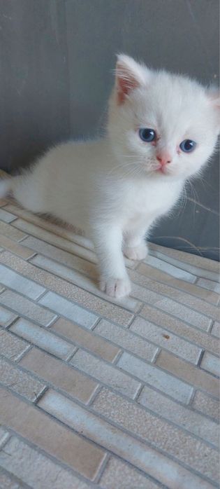 Продается котят