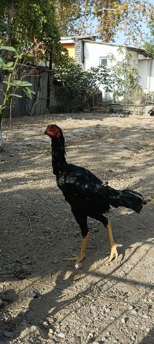 Ешига тулди туловда биринчи тулов немис гиррачи