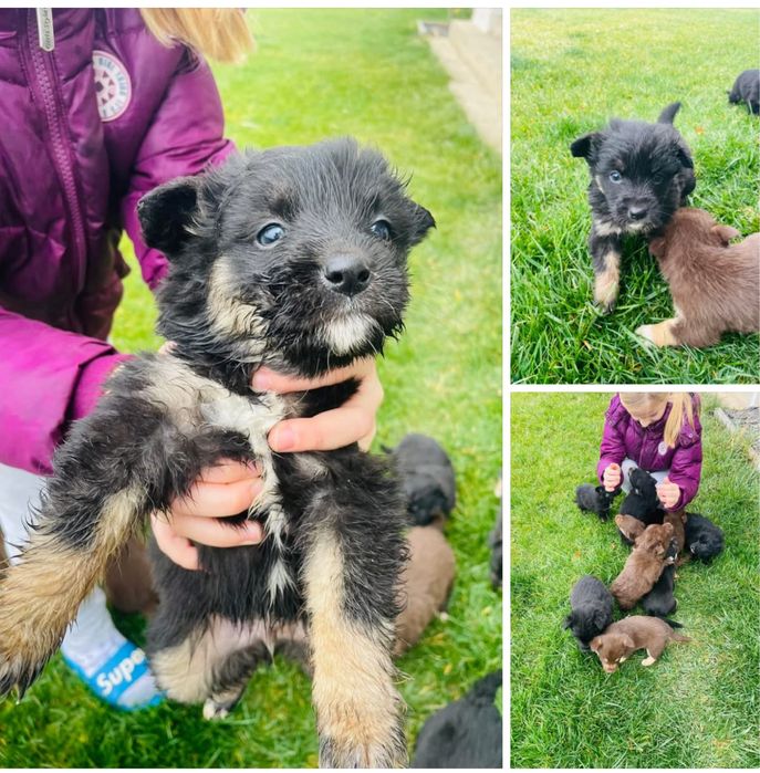 DONEZ - Cătelusi drăgălasi