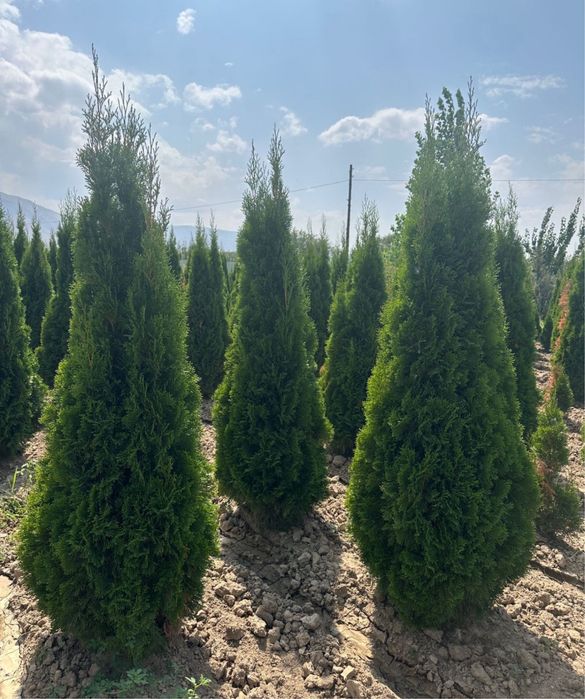 Елка туя смарагда можжевельник спирал скальный все виды есть
