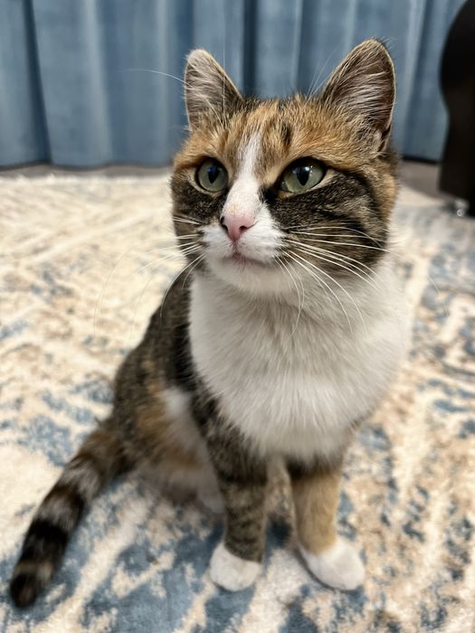 Кошечка в хорошие руки