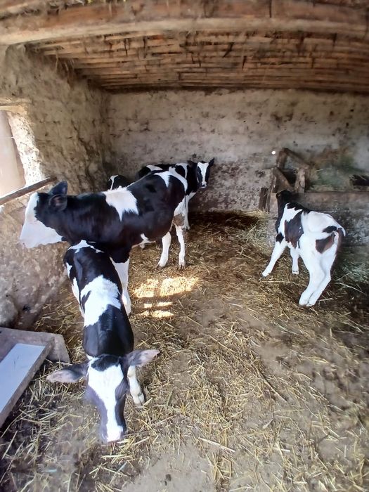 Vand tineret bovin