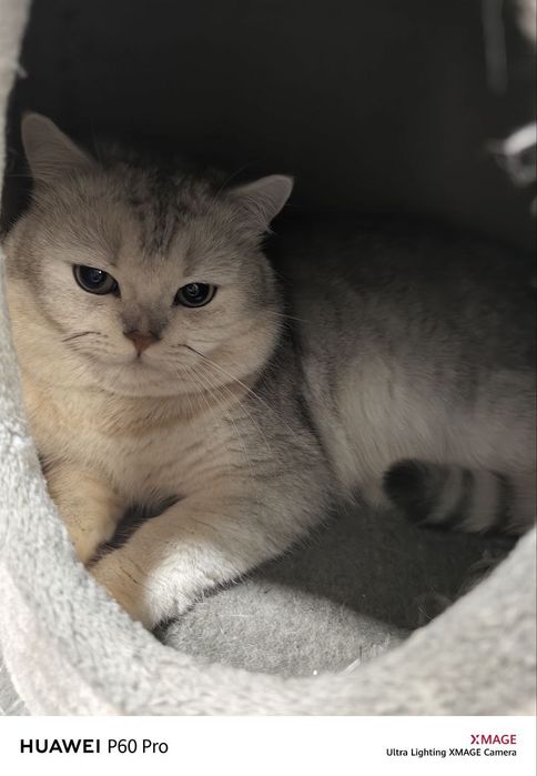 Продаётся кот Британец серебристая шиншилла