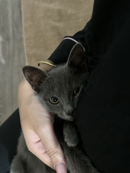 Котенок породы русская голубая кошка ищет дом. Бесплатно.
