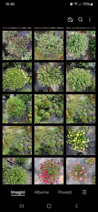 Crizanteme ghiveci mai multe culori