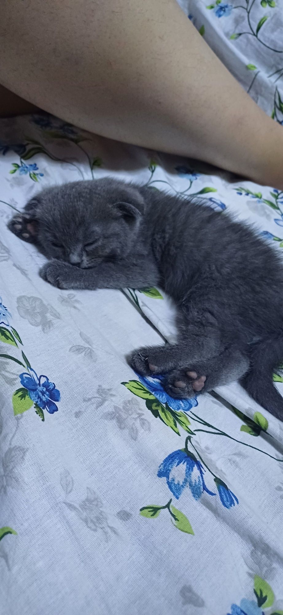 Скотиш фолд 1.5 месяцев