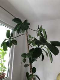 Planta decorativa Ficus