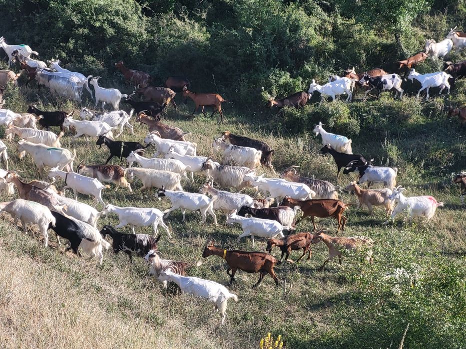 Vînd capre de ținut,numai tinere