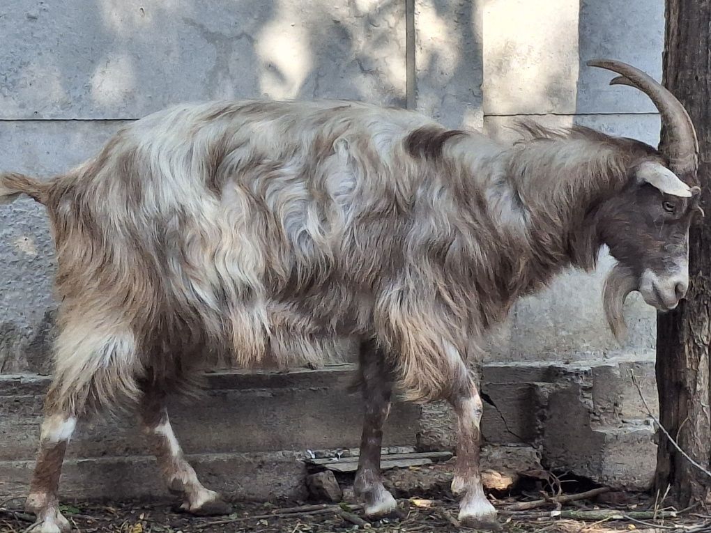 Capră stearpă de vânzare
