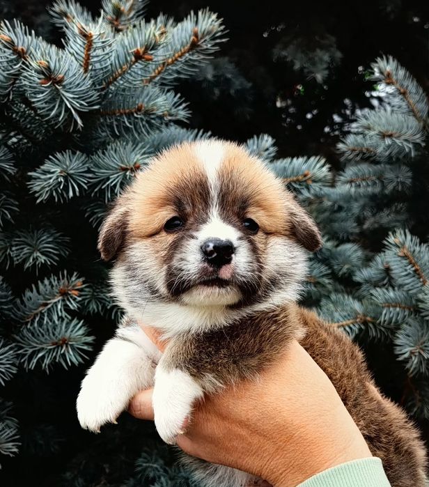 Вельш корни пемброк