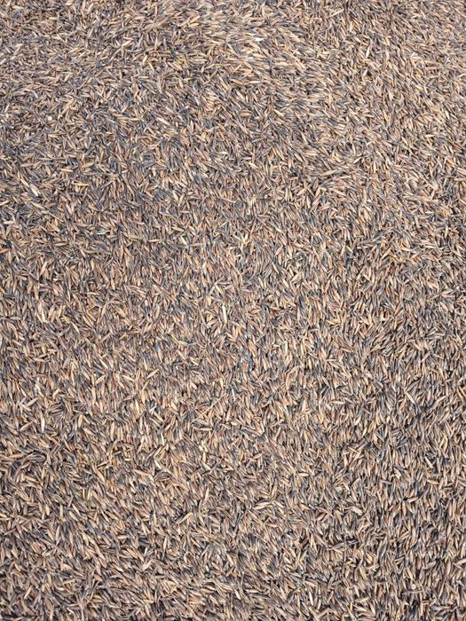 Ovaz negru recolta 2025