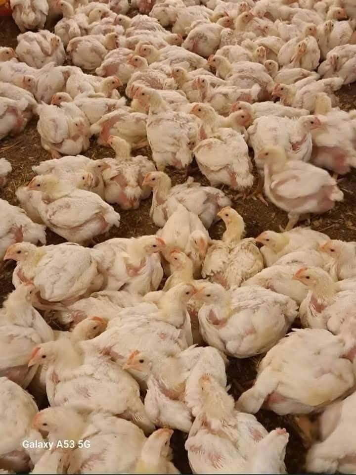 Avem la vânzare pui de carne și rasa mixta