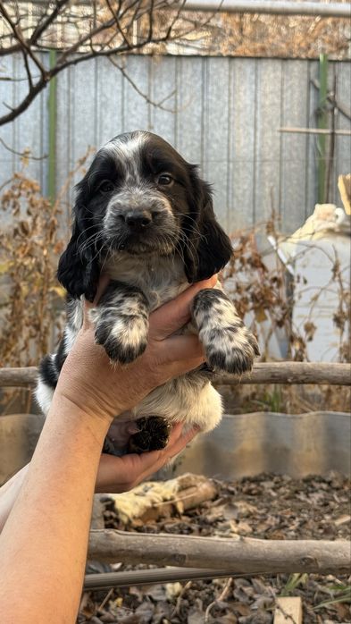 Щенки русского спаниеля